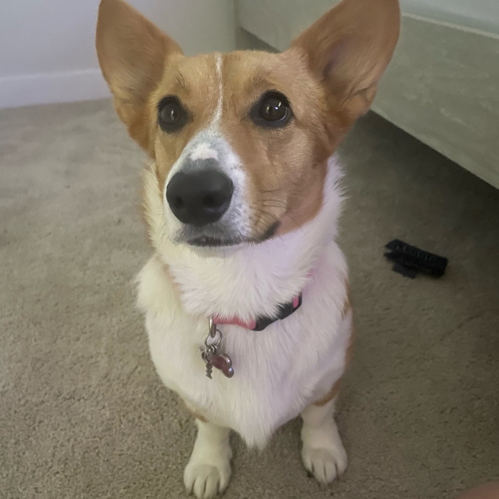 Meet your Posher, Charlee